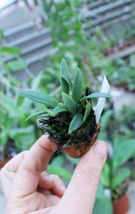 Bulbophyllum tingabarinum.jpg