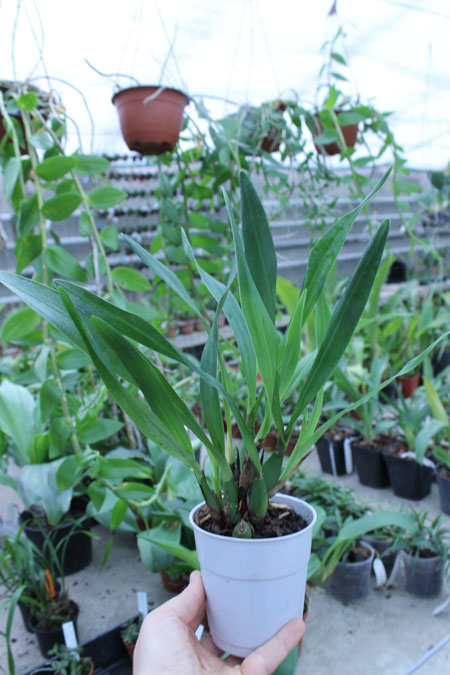 Encyclia (vitellinum x michuacana) x vitellinum.jpg