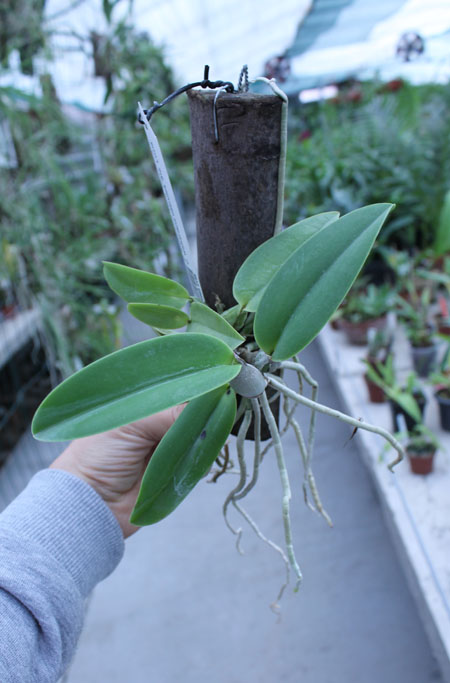 Cattleya walkeriana rubra 'Mineirinha' x Cattleya walkeriana caerulea 'Sta Luzia'.jpg