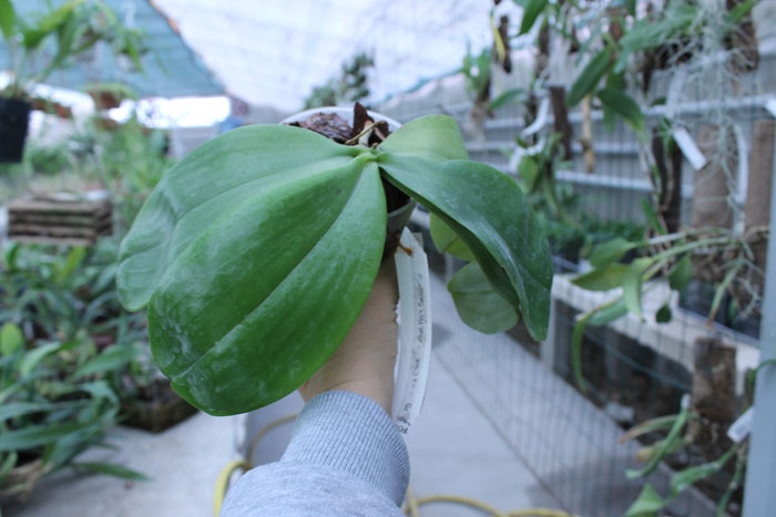 Phalaenopsis Yin's Cricket x Yin's Belliambo.jpg