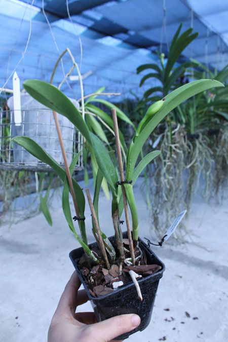Brassolaeliocattleya Haw Yuan Beauty 'Hong' x Brassavola digbyana 'Uncle Pig'.jpg