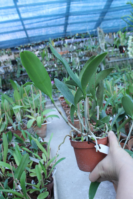 Cattleya Korat Spot.jpg