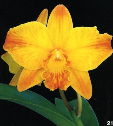 Sophrolaeliocattleya Sierra Gem.jpg