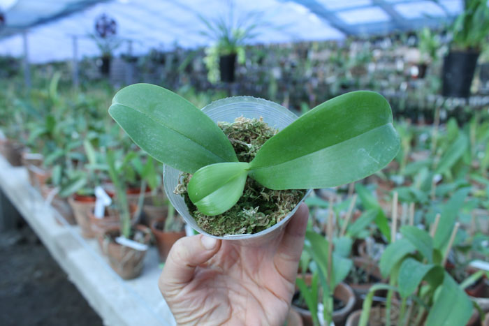 Phalaenopsis violacea 'Blue Indigo'.jpg