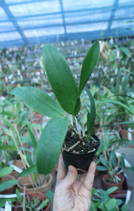 Cattleya x Whitei (schilleriana x warneri).jpg
