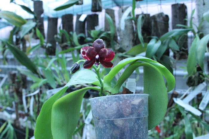 Phalaenopsis Hawaii Dragon Girl x Lioulin Goldfinch.jpg