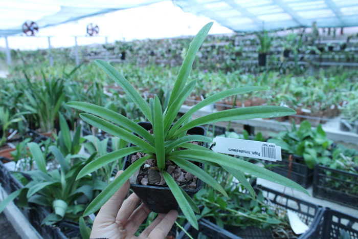 Paphiopedilum hirsutissimum.jpg