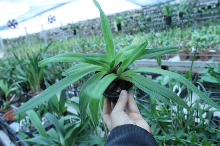 Paphiopedilum villosum.jpg