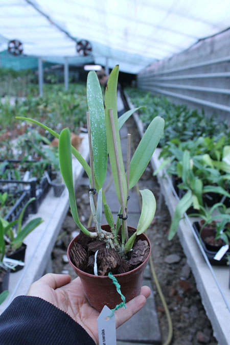 Cattleya mossiae coerulea.jpg