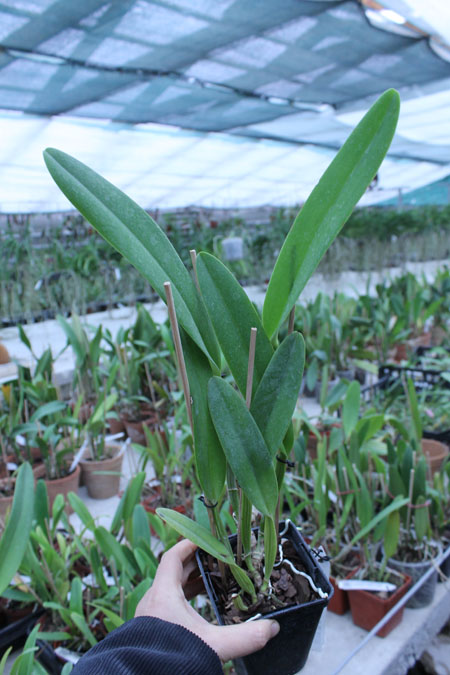 Cattleya mossiae alba 'Irene' x Cattleya mossiae alba 'Orosco'.jpg