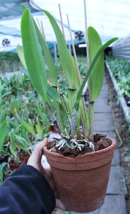 Cattleya mossiae amoena.jpg