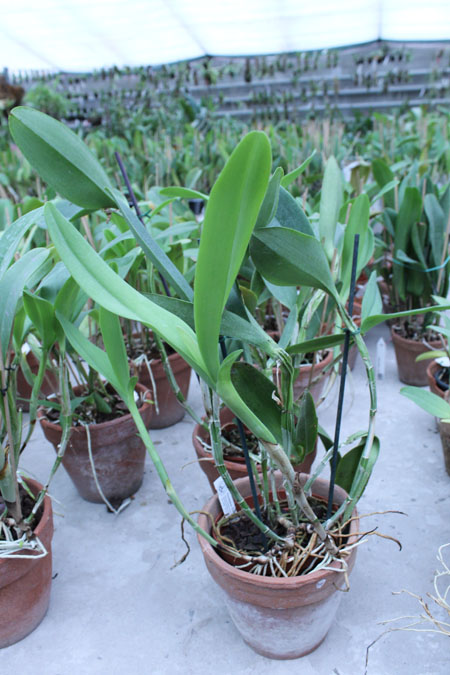 Cattleya skinneri albescens.jpg
