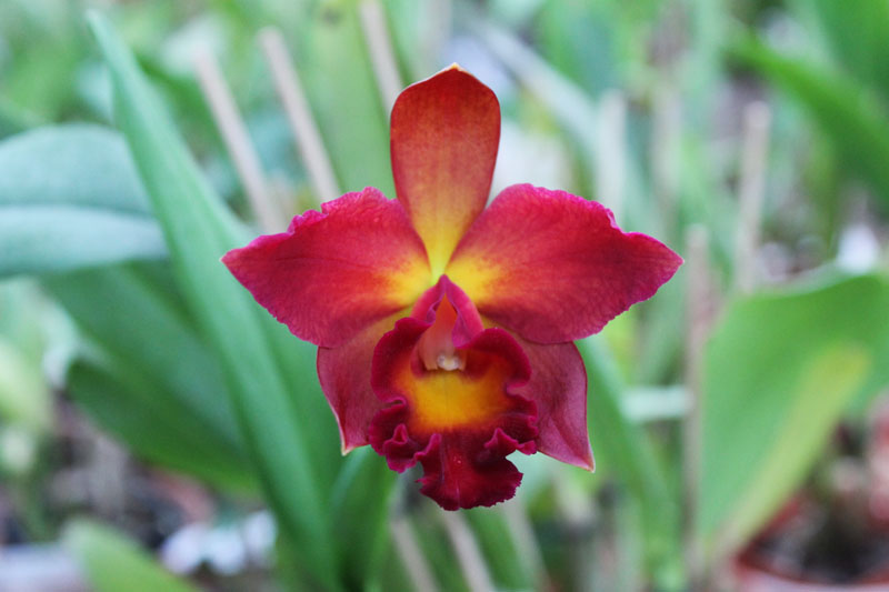 Potinara Chief Sweet Orange 'Sweet Orange'.jpg