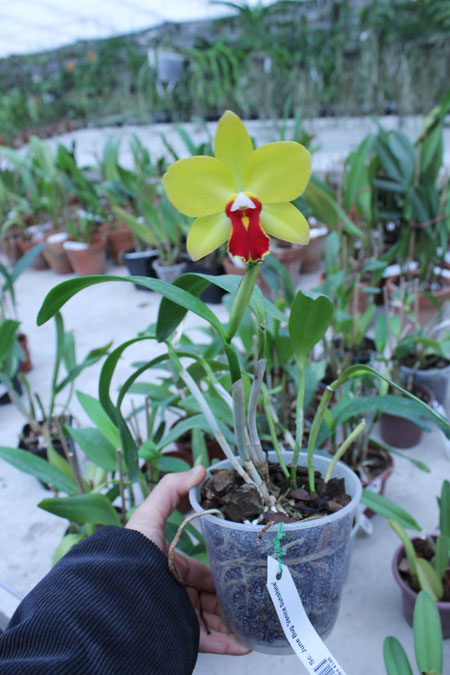 Sophrocattleya June Bug 'Venice Sunshine'.jpg