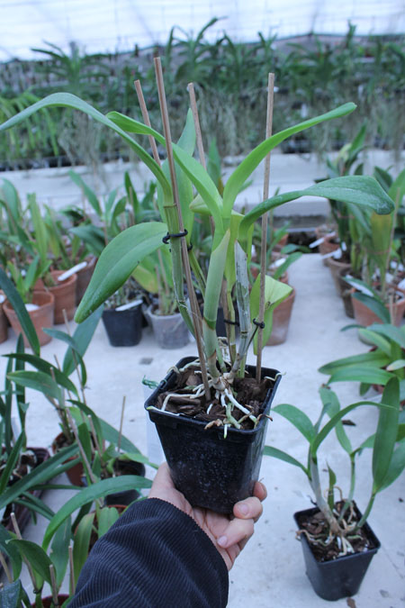 Sophrocattleya Ann Komine 'Breathless'.jpg