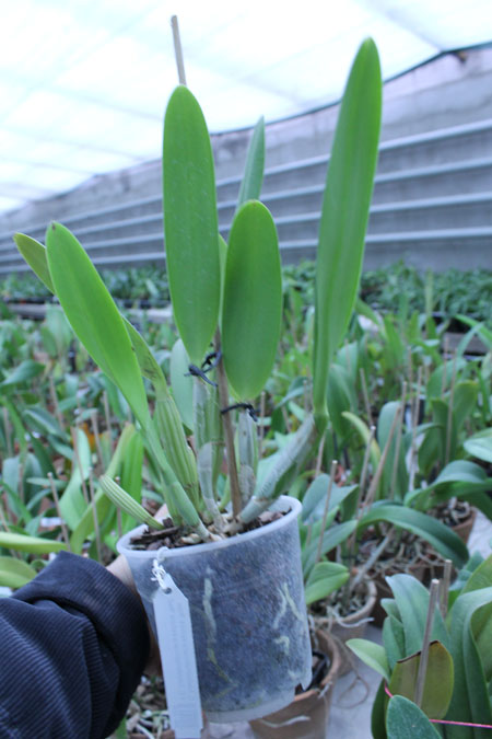 Cattleya lueddemanniana escura 'Roja' x Cattleya lueddemanniana escura 'Red'.jpg