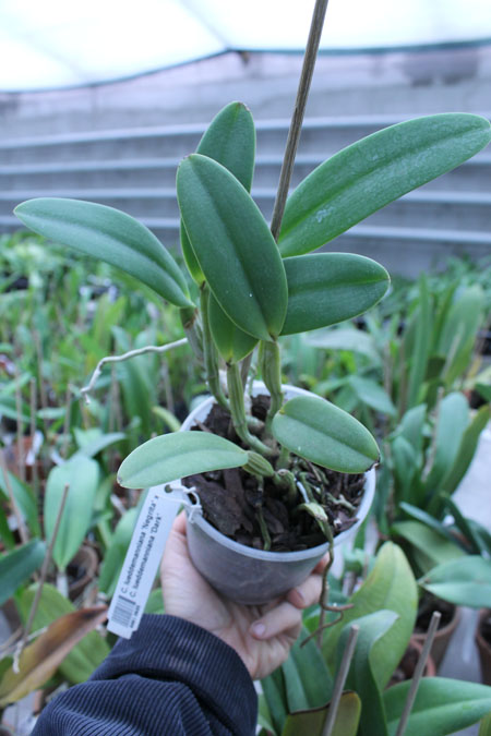 Cattleya lueddemanniana 'Negrita' x Cattleya lueddemanniana 'Dark'.jpg