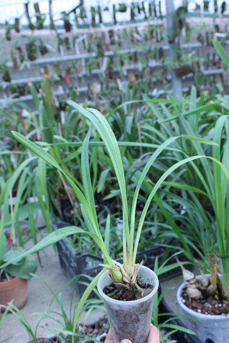 Cymbidium Isle 'Flamingo Three Lips'.jpg