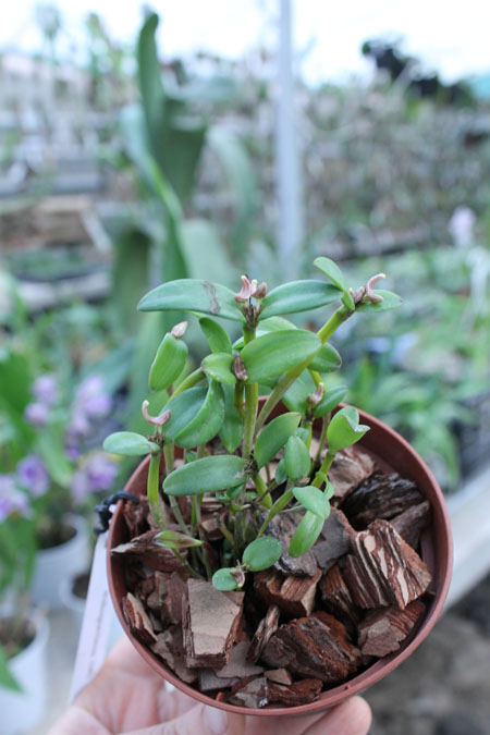 Dendrobium quadrangulare.jpg