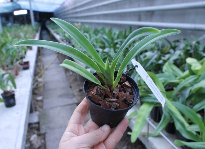 Phragmipedium caudatum x fischeri.jpg