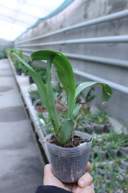 Rossioglossum 'Rawdon Jester'.jpg