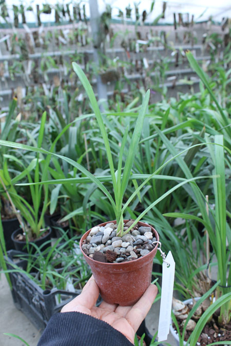 Cymbidium Via Avanti 'Harlequin'.jpg
