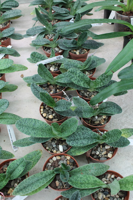 Paphiopedilum venustum alba.jpg