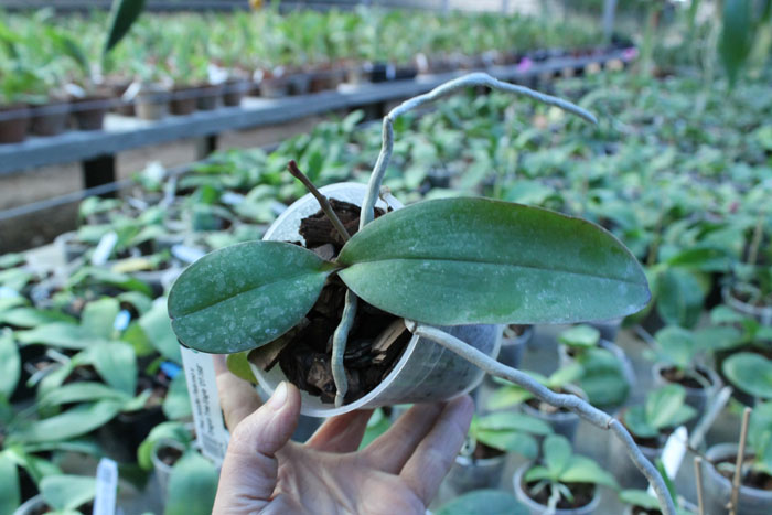 Phalaenopsis Jennifer Palermo x Dragon Tree Eagle 'DT-168'.jpg