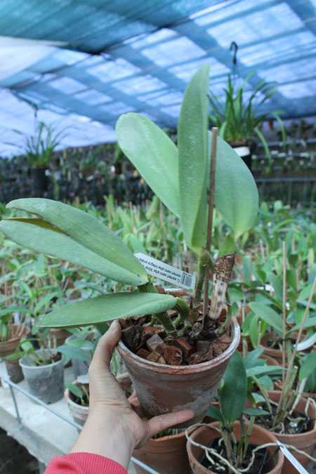 Cattleya warneri semi alba 'Aline' x Cattleya warneri semi alba integra orlata.jpg