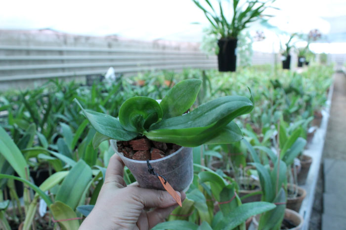 Phalaenopsis tetraspis 'C#1'.jpg