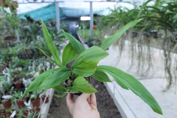 Paphinia neudeckeri.jpg