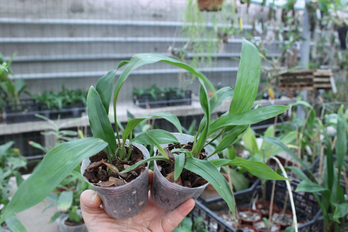 Stanhopea tigrina.jpg