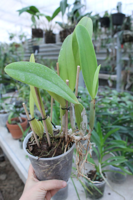 Cattleya trianae tipo 'Fine Variety' (98-8) x Cattleya trianae 'India' (10-8).jpg