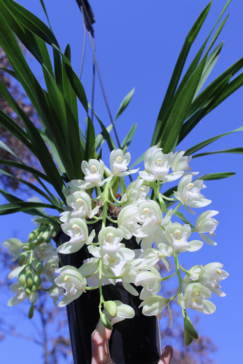 Cymbidium Sarah Jean 'Ice Cascade'.jpg