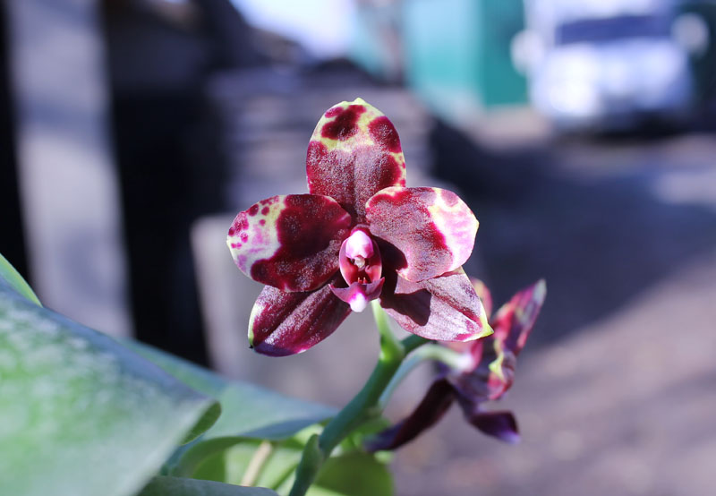 Phalaenopsis Hawaii Dragon Girl x Lioulin Goldfinch.jpg