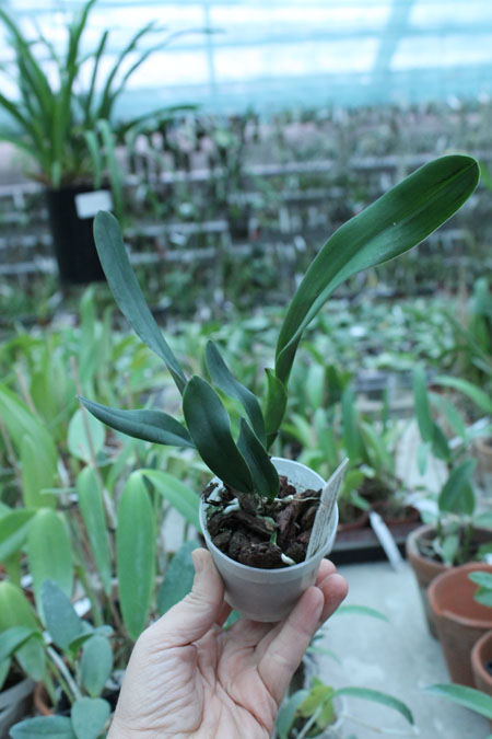 Laelia jongheana alba.jpg