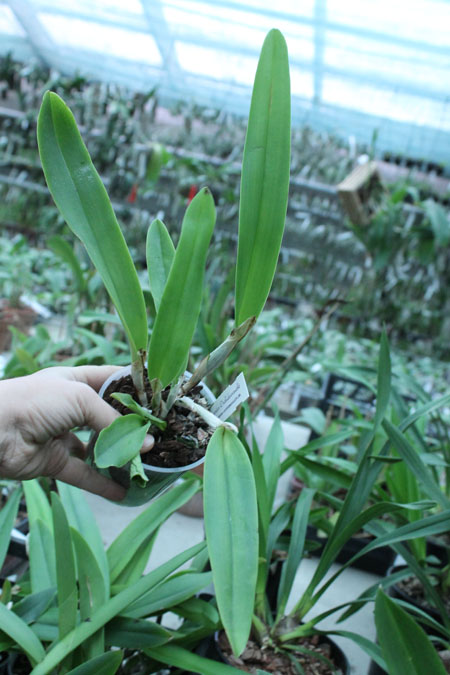 Cattleya maxima var coerulea.jpg