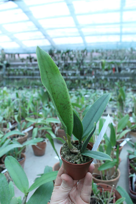 Psychopsis Mariposa Three Lip.jpg