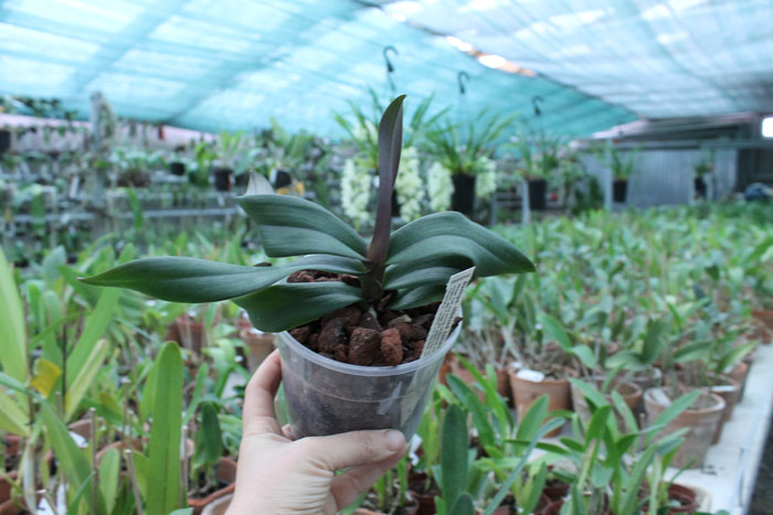 Renanthopsis Mildred Jameson 'Bonsall'.jpg