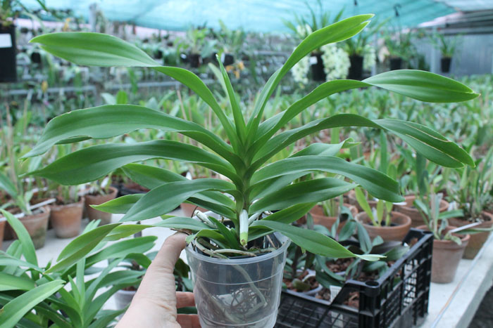 Vanda denisoniana Cream Shinetorn.jpg