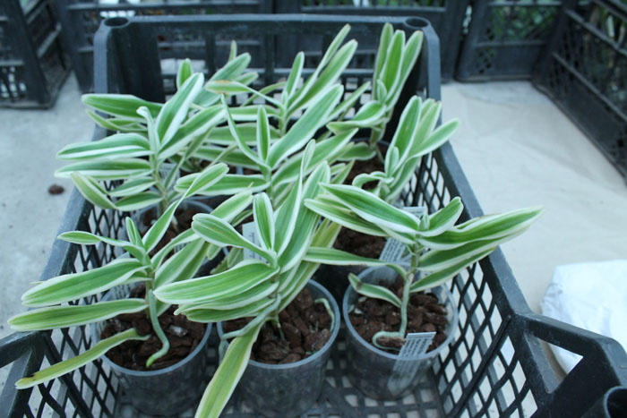 Arachnis flos-aeris variegated.jpg