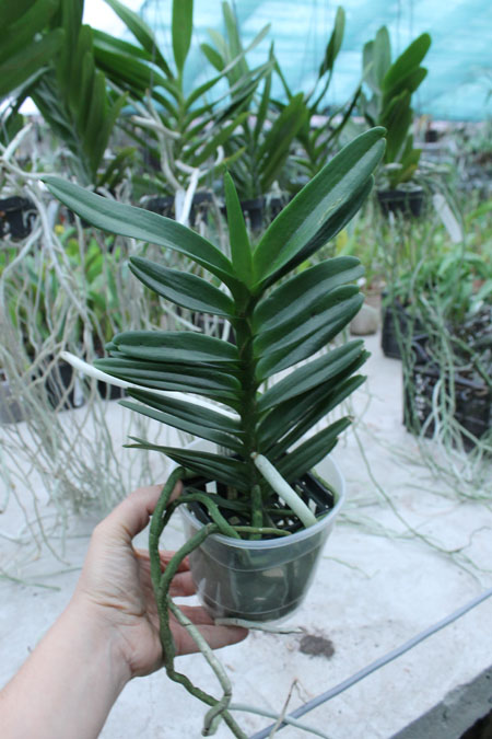 Christensonia vietnamica x Aerides houlletiana.jpg