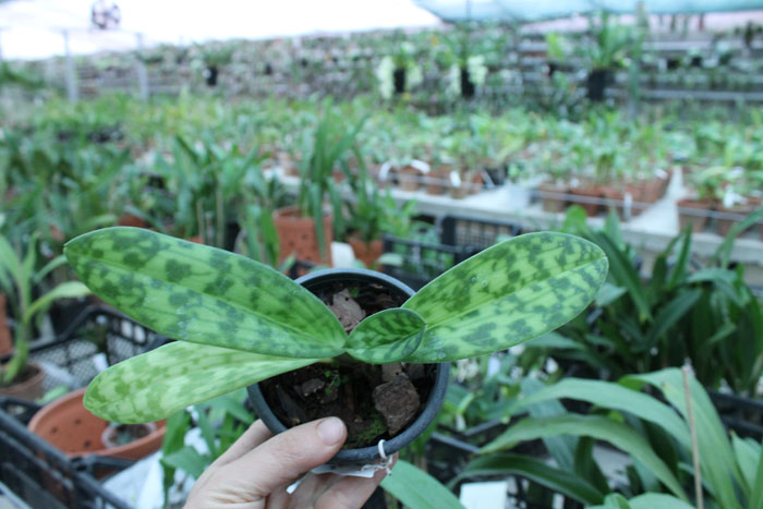 Paphiopedilum Hsinying Web x mastersianum.jpg