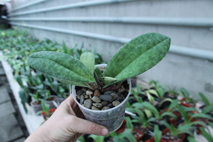 Paphiopedilum venustum.jpg