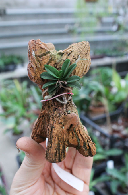 Schoenorhis fragans.jpg