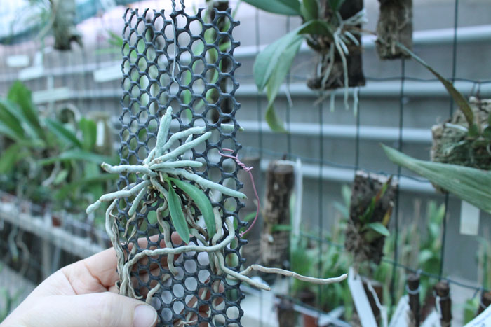 Chiloschista lunifera.jpg