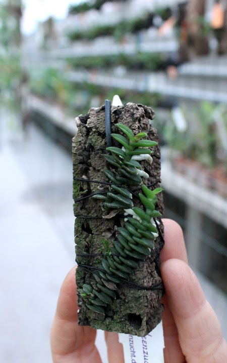 Schoenorchis scolopendria.jpg