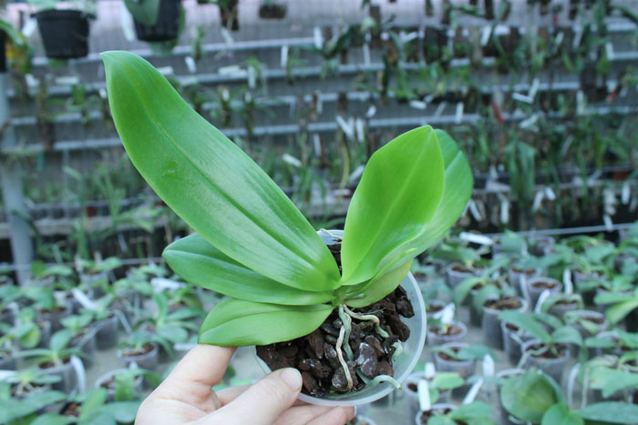 Phalaenopsis speciosa.jpg