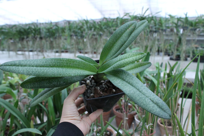 Paphiopedilum Dollgoldi (armeniacum x rothschildianum).jpg