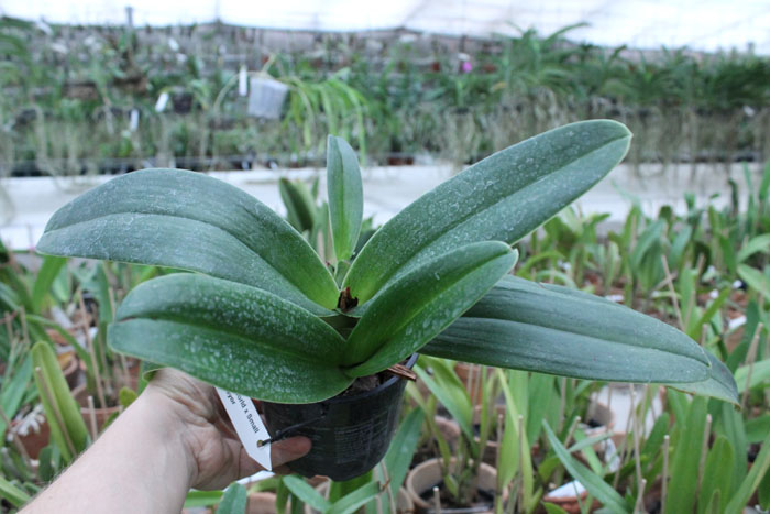 Paphiopedilum Shining World x Small World x Surveyor.jpg